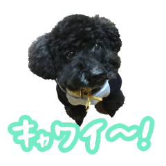 Black toypoodle is very cute!4
