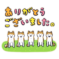 Every Day Dog しば犬 2020