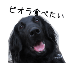 Flat coated retriever sticker