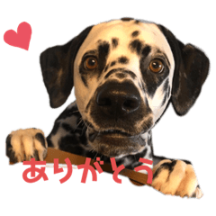 Dalmatian RAIN