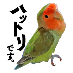 コザクラインコのハットリくん