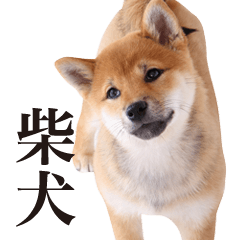 Japanese shiba-dog