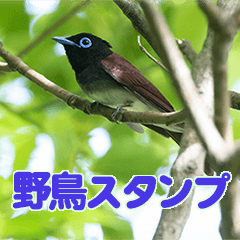 Bird Photo Stickers 2
