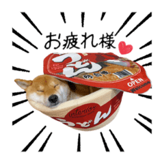 柴犬 おねだりの仕方が可愛い犬とハロウィンパーティーしました 動物がかわいいyoutube動画はここだ 柴犬 おねだりの仕方が可愛い犬とハロウィンパーティーしました 動物がかわいいyoutube動画はここだ
