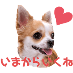 Chihuahua kawaii japan 2