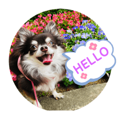 ChihuahuaMenou