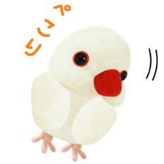 白文鳥 の しろもち 1