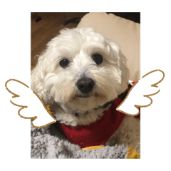 panda_20200601230141