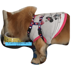 Kitty_20200602081941