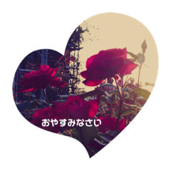 A story with a rose.