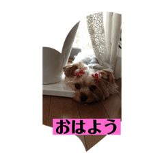 cherry_20200601173834