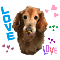 Kurumi_20200601214004dog