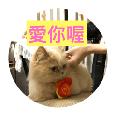 小Q8453758784537587