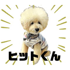 Hit! is pretty my pet