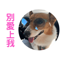 馬尼corgi MONEY