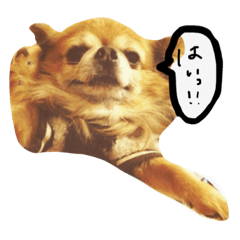 maron stickers made in japan