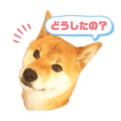 marumaru_20200602124138