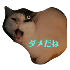 tomomi_20200602121400