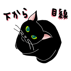 Shy Cat SHYKURO