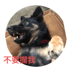 百萬名犬_顏露露！