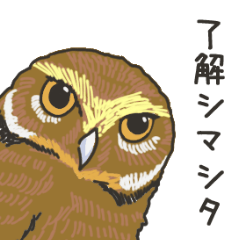 The owl sticker
