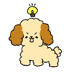Toy poodle, noah