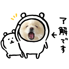Pomeranian dog Shiromaru6