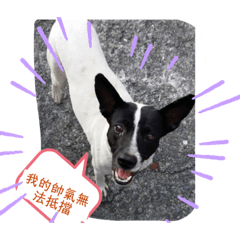 我是哈嚕