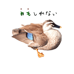 Kyone's stickers(the spot-billed duck)