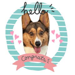 welsh corgi 1