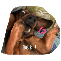 麵乳日常～