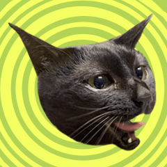 KANBE-funny black cat + stray fat cat