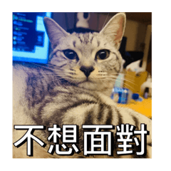 小笨米沒技術貼圖2