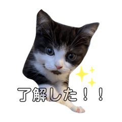 I am SUKEROKU!! Cute cat!