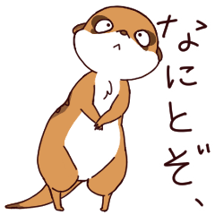 Suzu-meerkat