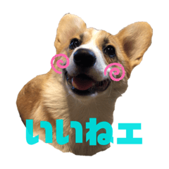 tonton_20200603210829