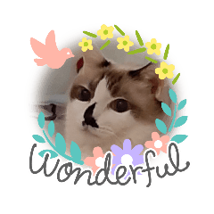 表情多變的貓咪 (*๓´╰╯`๓)♡