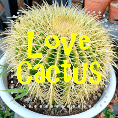 I love Cactus*