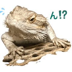nonnbirifutotyann