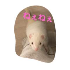 フェレットはなちゃんかわいいスタンプ Line スタンプ Line Store フェレットはなちゃんかわいいスタンプ Line スタンプ Line Store