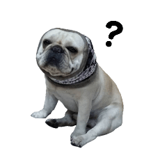 法國鬥牛犬 多多