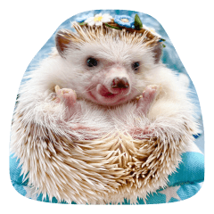 Lovely companions of Hedgehog HARRY WOOD