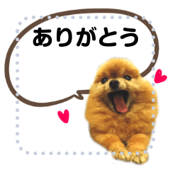 Pomeranian love sticker