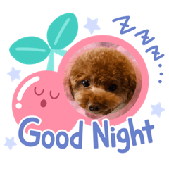 daily conversation toy poodle