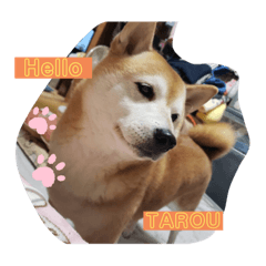 tarou_20200604154428