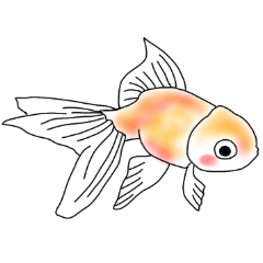 Little adult goldfish