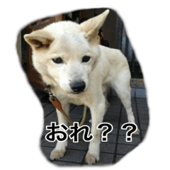 銀ちゃん　ワン