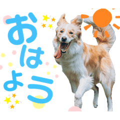 Little Oscar the Border Collie 03