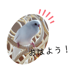 白インコ　べるちゃん（リアル）