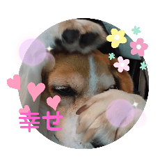 YUMIKO_beagle